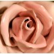 Ružová ružička, Ens, porcelán