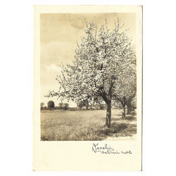Veselú Veľkú noc, zakvitnutý strom, čiernobiela fotopohľadnica, Slovenský štát
