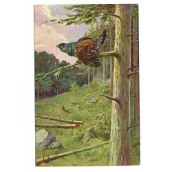 1924 - Tetrov v lese, maľovaná pohľadnica, Československo